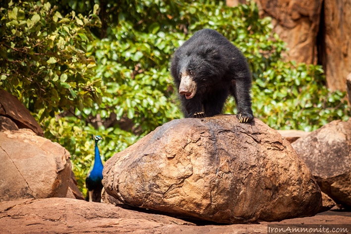 Daroji Sloth Bear Sanctuary to Gokul Square